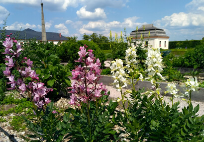 Bylinková zahrada v Kuksu