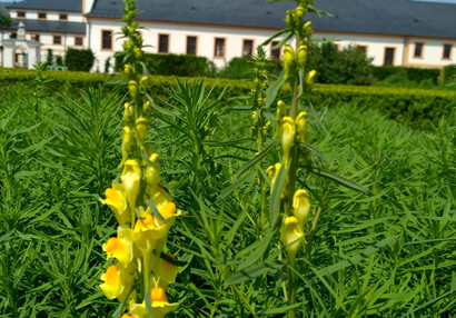 Bylinková zahrada v Kuksu